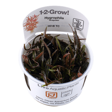 Hygrophila lancea 'Araguaia' - 1.2.Grow!