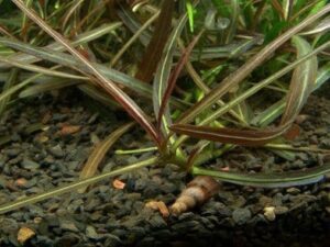 Hygrophila lancea 'Araguaia' - 1.2.Grow!