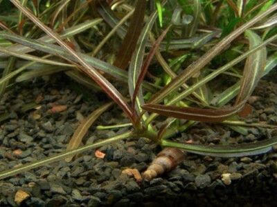 Hygrophila lancea 'Araguaia' - 1.2.Grow!