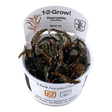 Hygrophila pinnatifida - 1.2.Grow!