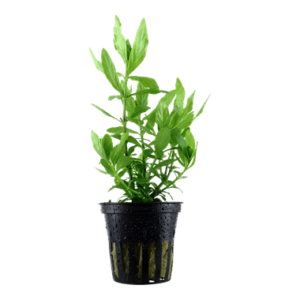 Hygrophila polysperma - Tropica Potted