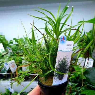 Juncus repens - Potted