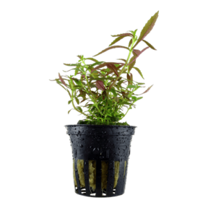 Limnophila hippuridoides – Potted