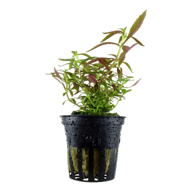 Limnophila hippuridoides - Potted