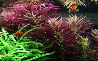 Limnophila hippuridoides - Potted