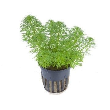 Limnophila sessiliflora - Tropica Potted