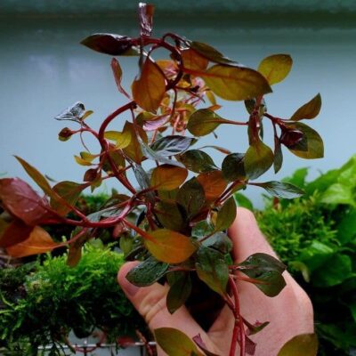 Ludwigia mini 'Super Red' - Potted