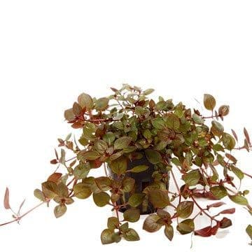 Ludwigia palustris "Super Red" - Tropica Potted