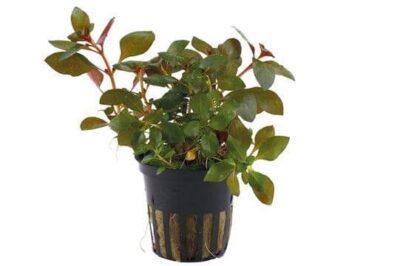 Ludwigia repens 'Rubin' - Potted