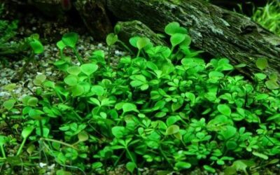 Marsilea hirsuta 1.2.Grow!