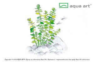 Micranthemum umbrosum – Aqua Art In-vitro