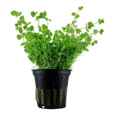 Micranthemum umbrosum - Tropica Potted