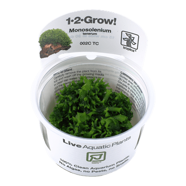 Monosolenium tenerum 1.2.Grow!