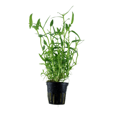 Murdannia Keisak - Potted