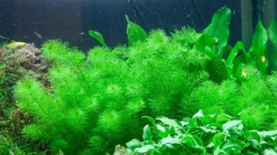 Myriophyllum 'Guyana' 1.2.Grow!