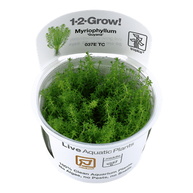 Myriophyllum 'Guyana' 1.2.Grow!