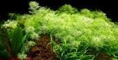 Myriophyllum mattogrossense - Tropica Potted