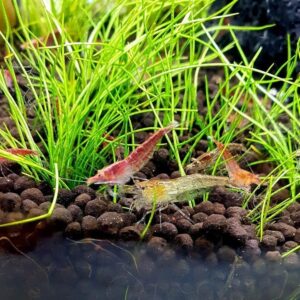 Neocaridina davidi ‘Red’ (Red Cherry Shrimp)