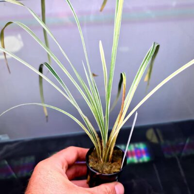 Ophiopogon Jubran Varigatus - Potted