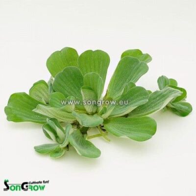 Pistia stratiotes - Water Lettuce - Single