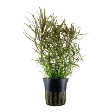 Pogostemon stellatus - Tropica Potted