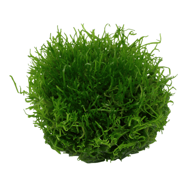 Riccia fluitans - 1.2.Grow!