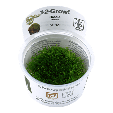 Riccia fluitans - 1.2.Grow!