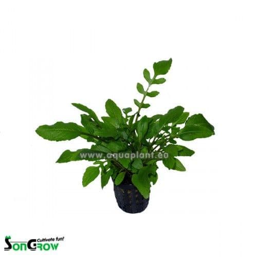 Rorippa aquatica – Potted