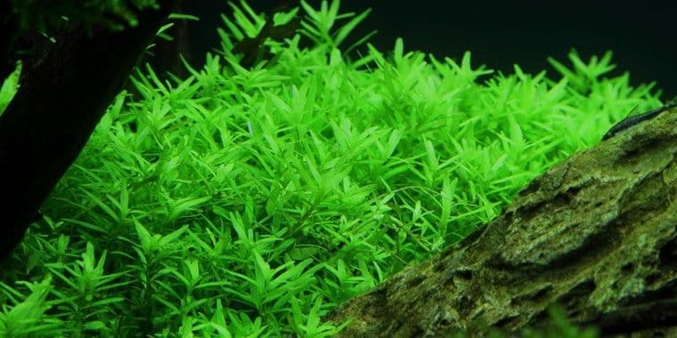 Rotala ‘Green’ – Potted