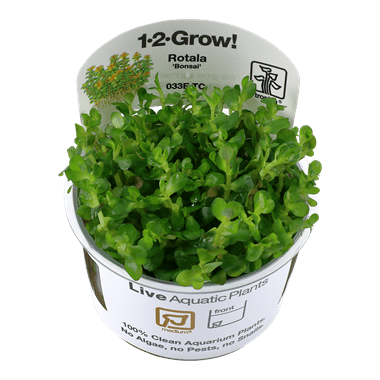 Rotala indica 'Bonsai' - 1.2.Grow!