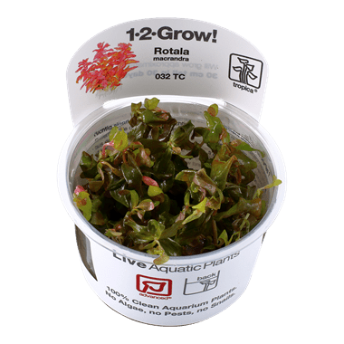 Rotala macrandra 1.2.Grow!