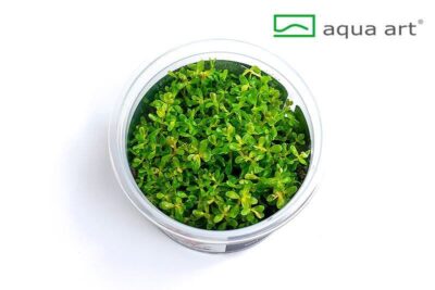 Rotala rotundifolia - Aqua Art In-vitro