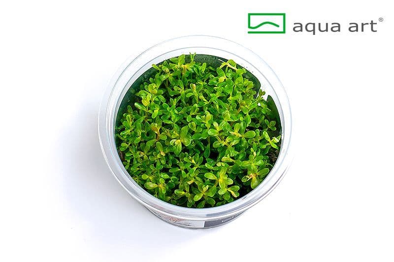 Rotala rotundifolia – Aqua Art In-vitro