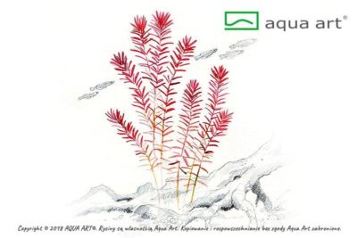 Rotala rotundifolia - Aqua Art In-vitro