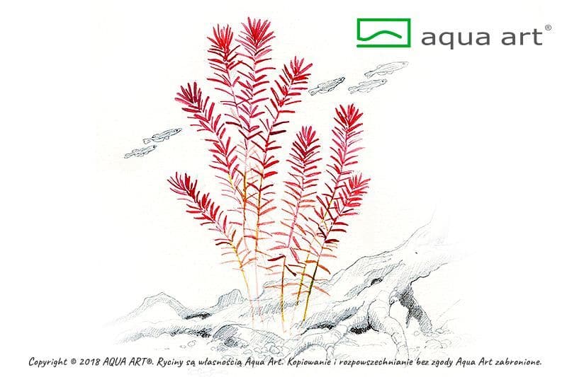 Rotala rotundifolia – Aqua Art In-vitro