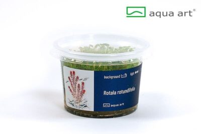 Rotala rotundifolia - Aqua Art In-vitro