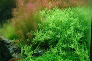 Rotala rotundifolia 'Green' 1.2.Grow!