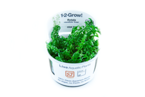 Rotala rotundifolia 'Green' 1.2.Grow!