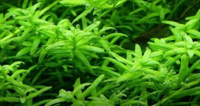 Rotala rotundifolia 'Green' 1.2.Grow!