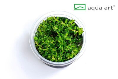 Rotala rotundifolia 'Green' - Aqua Art In-vitro