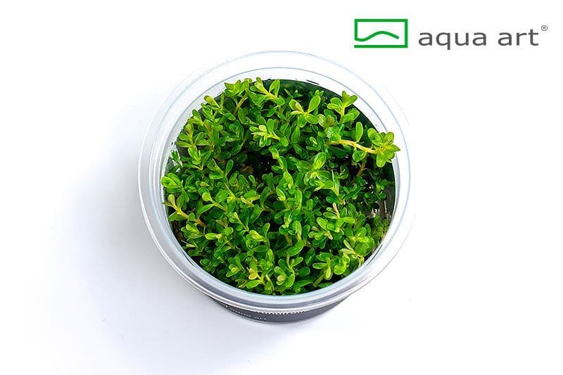 Rotala rotundifolia ‘Green’ – Aqua Art In-vitro