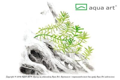 Rotala rotundifolia 'Green' - Aqua Art In-vitro