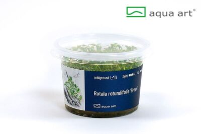 Rotala rotundifolia 'Green' - Aqua Art In-vitro