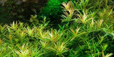 Rotala rotundifolia 'H'ra' 1.2.Grow!