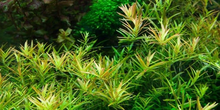 Rotala rotundifolia ‘H’ra’ 1.2.Grow!