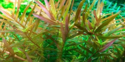 Rotala rotundifolia 'H'ra' 1.2.Grow!