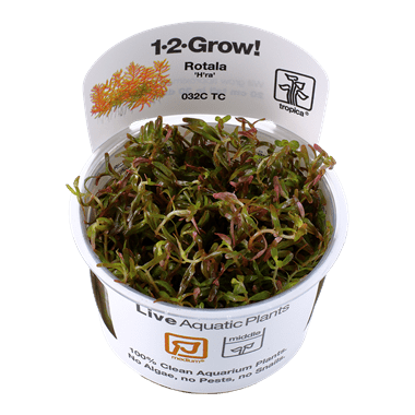 Rotala rotundifolia 'H'ra' 1.2.Grow!