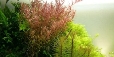 Rotala rotundifolia - Tropica Potted