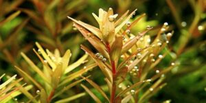 Rotala rotundifolia - Tropica Potted