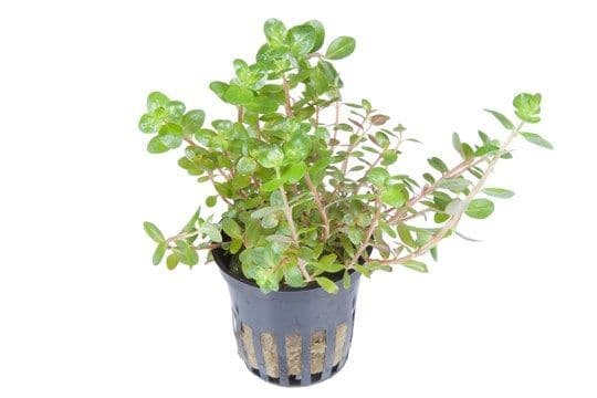 Rotala rotundifolia – Tropica Potted